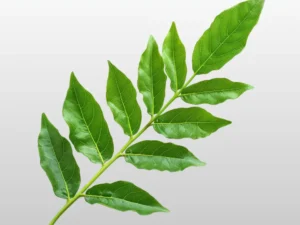 Curry Leaf - મીઠો લીમડો