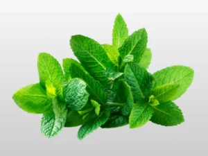 Peppermint - ફુદીનો