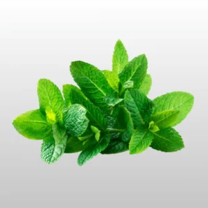 Peppermint - ફુદીનો